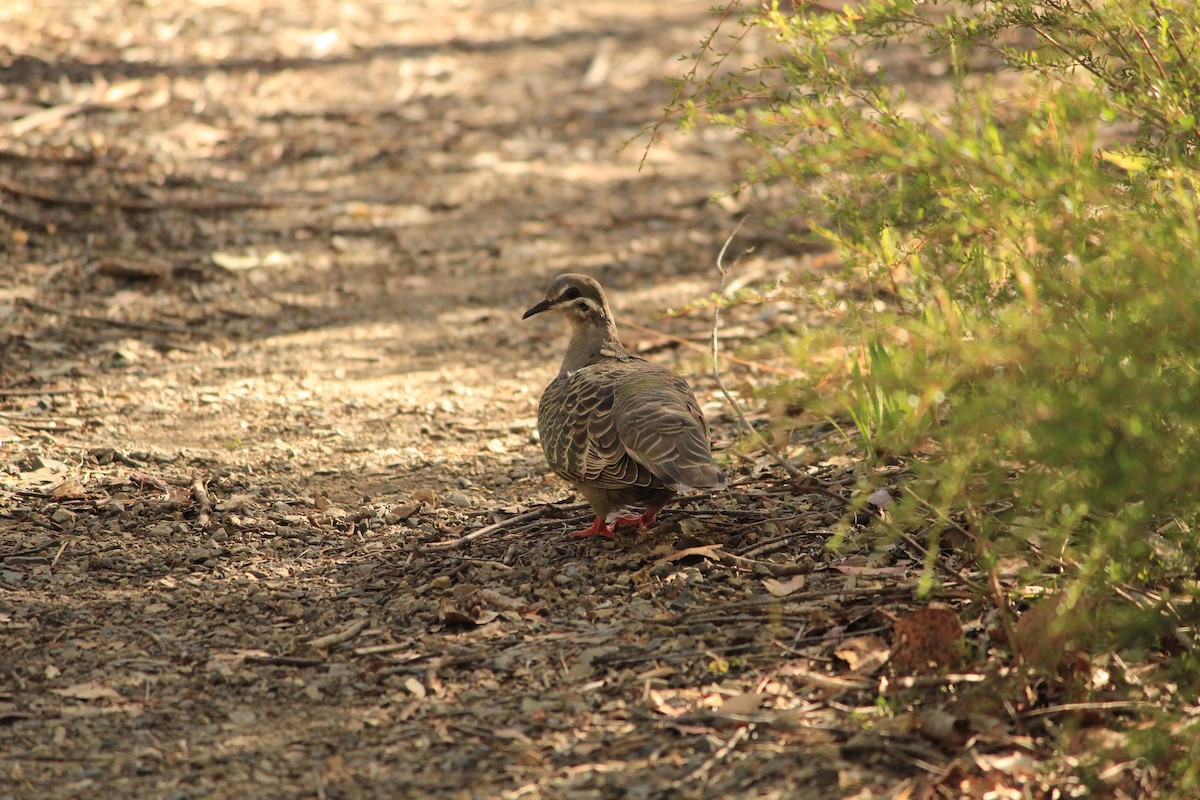 ニジハバト - ML647604023