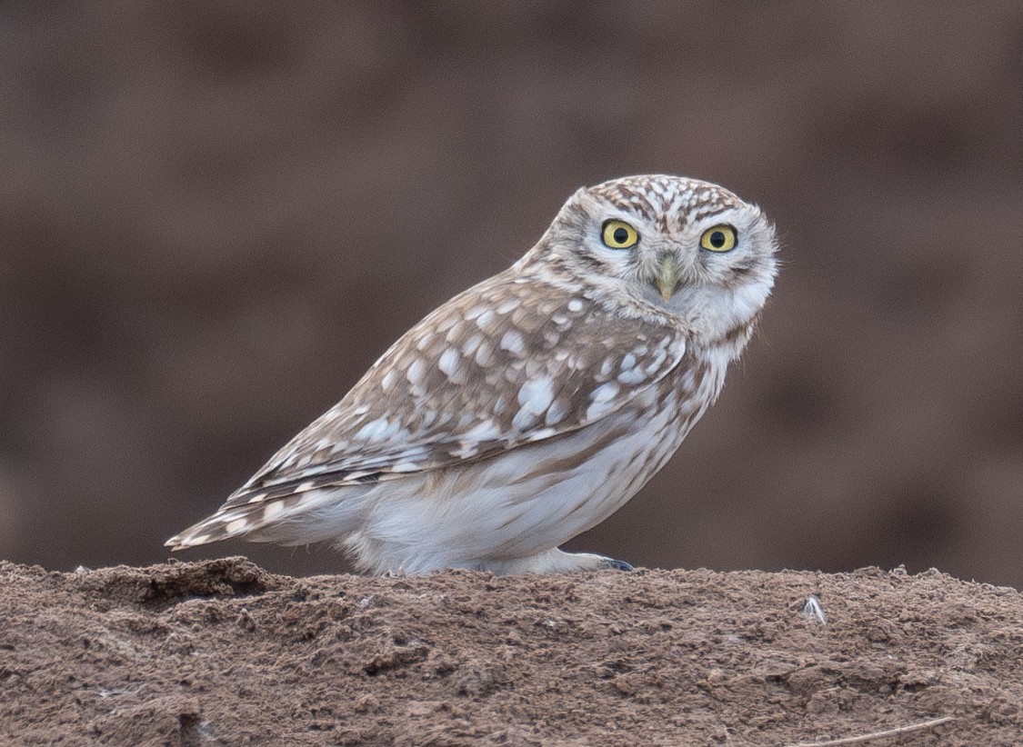 コキンメフクロウ - ML647604024