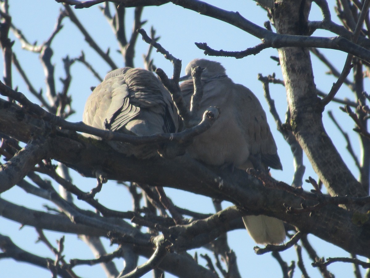 シラコバト - ML647604025