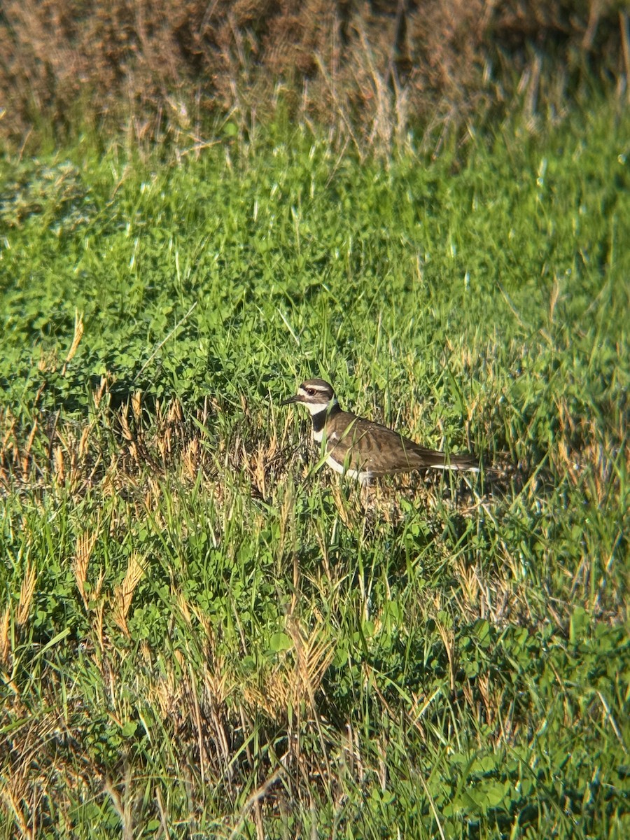 フタオビチドリ - ML647604026