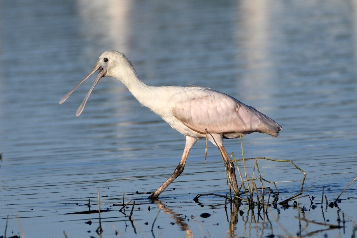 ベニヘラサギ - ML647604029