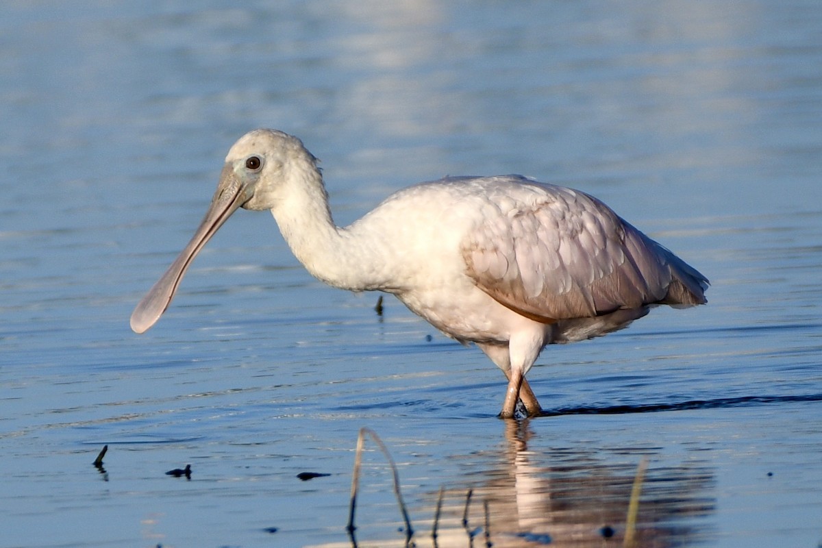 ベニヘラサギ - ML647604030