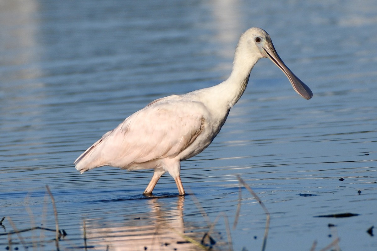 ベニヘラサギ - ML647604031