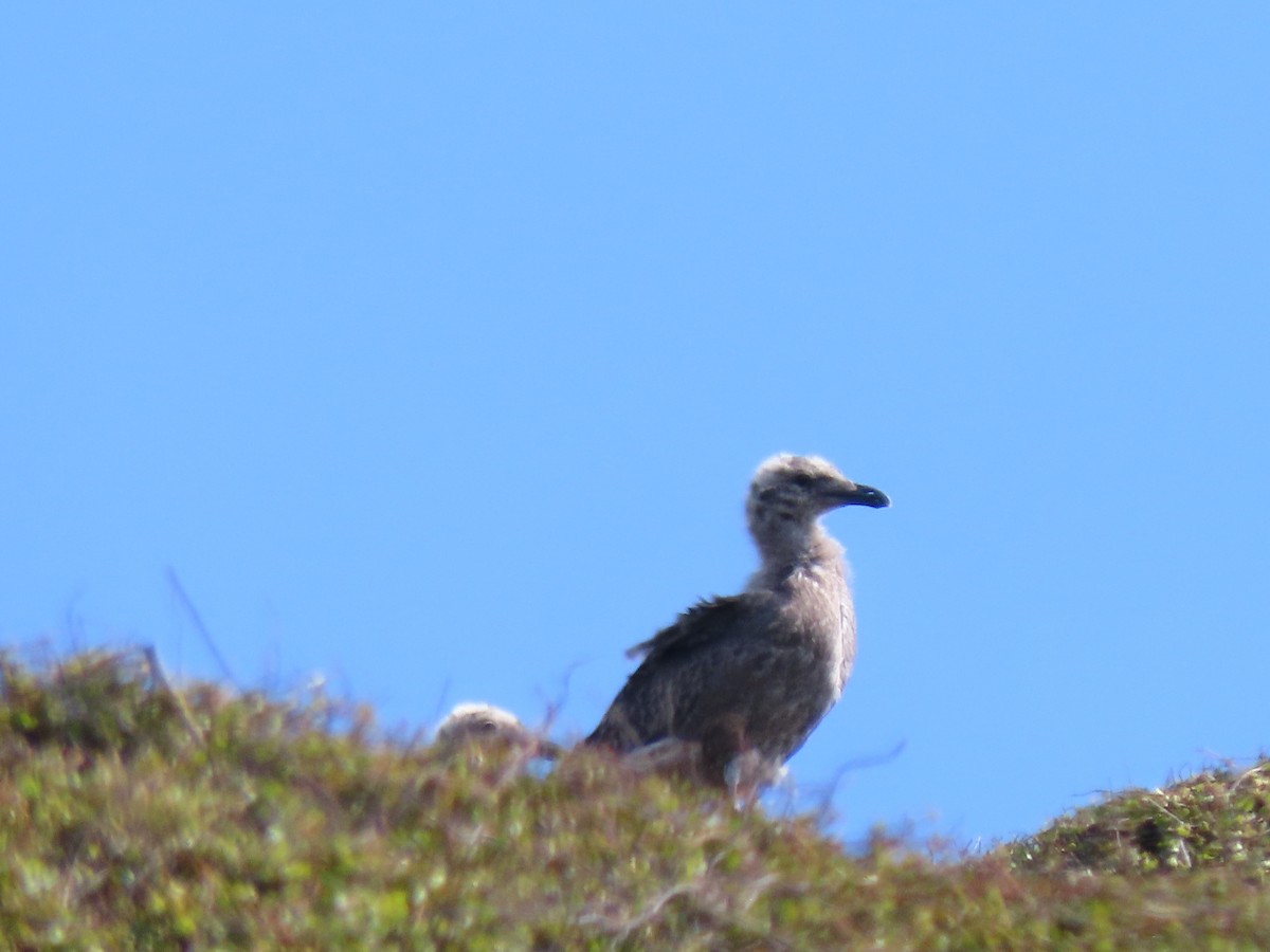 ミナミオオセグロカモメ - ML647604032