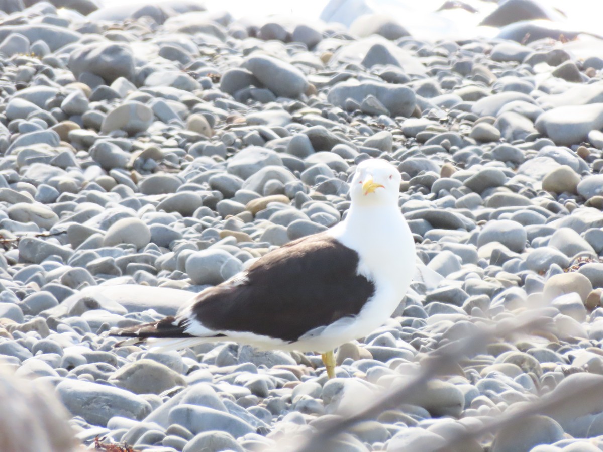 ミナミオオセグロカモメ - ML647604034