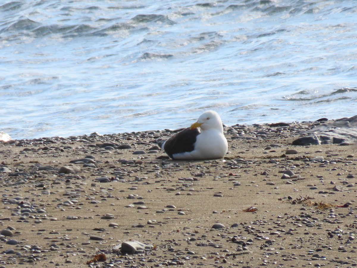 ミナミオオセグロカモメ - ML647604035