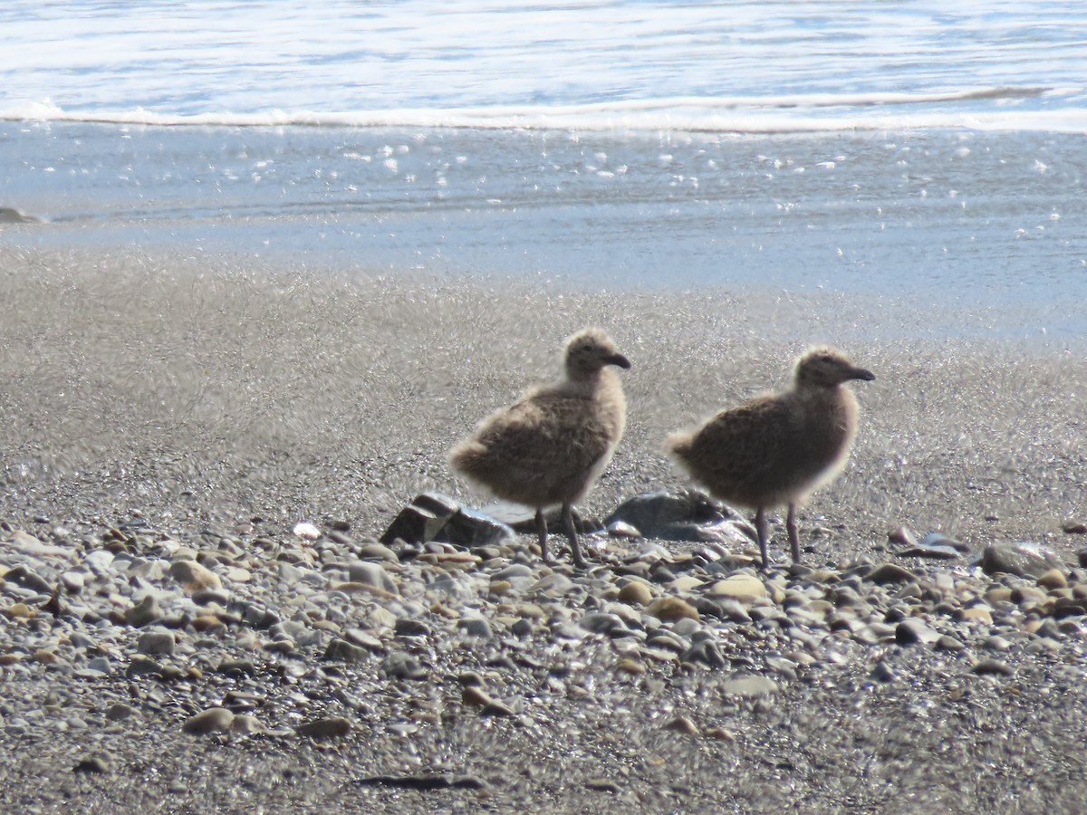 ミナミオオセグロカモメ - ML647604036