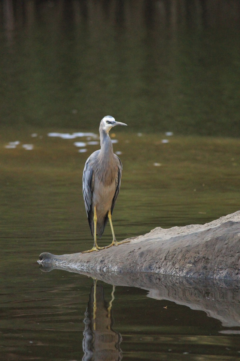 カオジロサギ - ML647604037