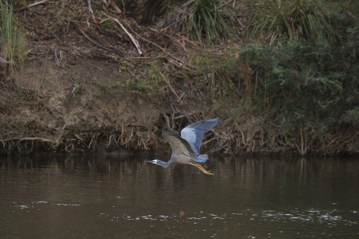 カオジロサギ - ML647604038