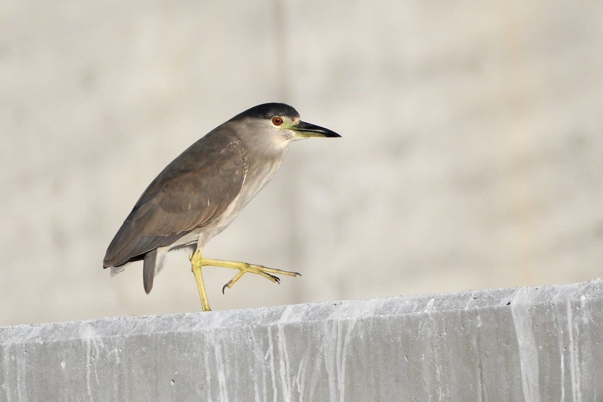 ゴイサギ - ML647604039