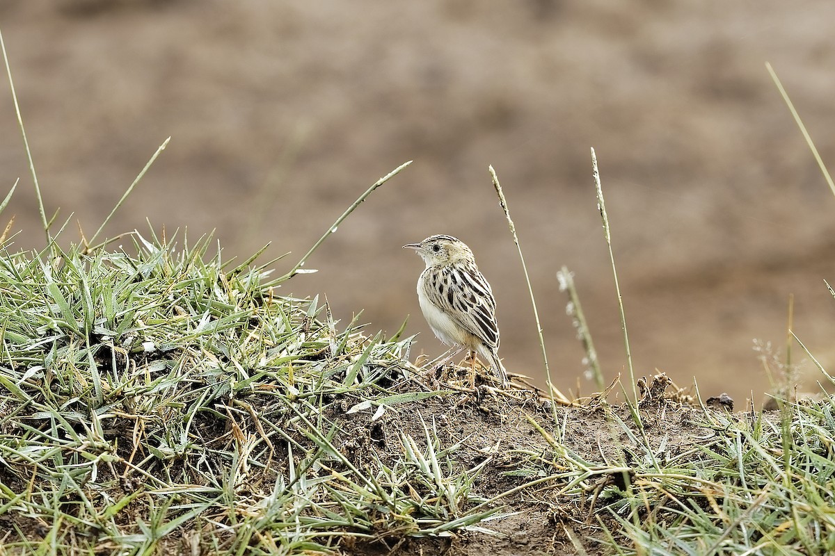 セッカ - ML647604041