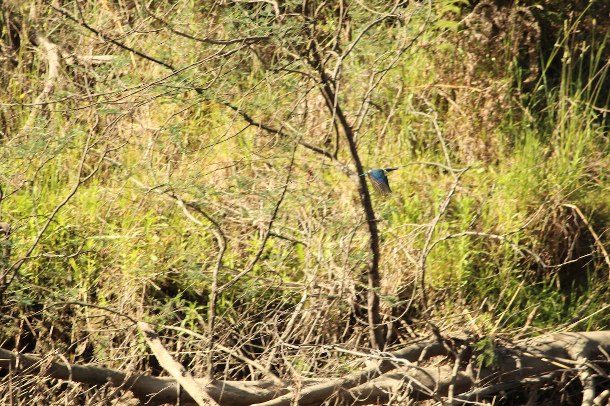 ヒジリショウビン - ML647604042