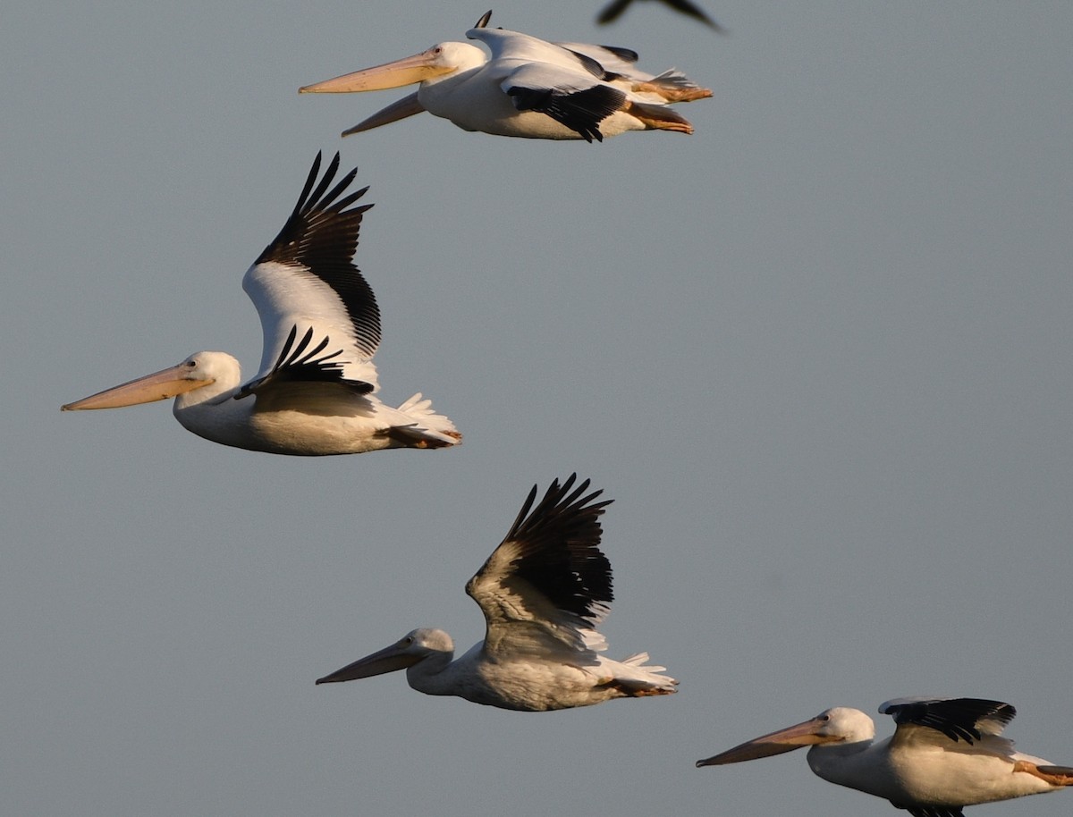 アメリカシロペリカン - ML647604046