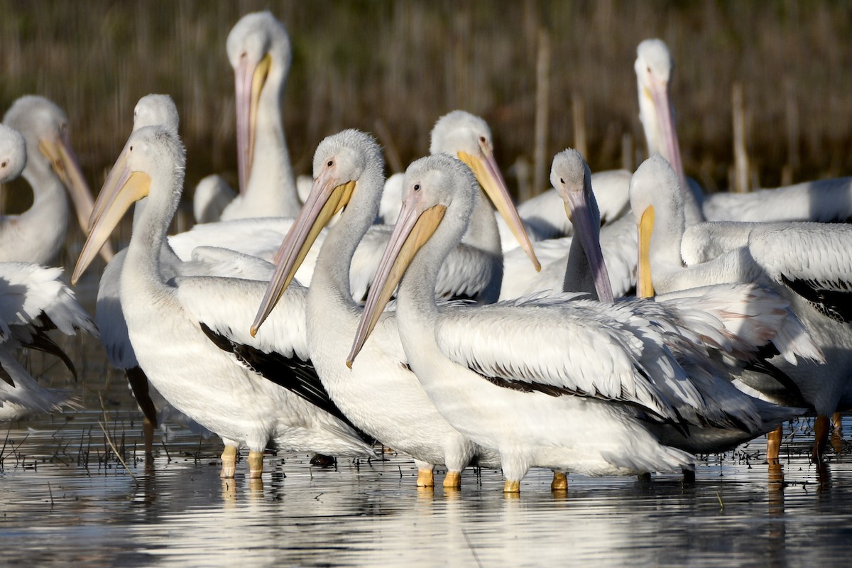 アメリカシロペリカン - ML647604047