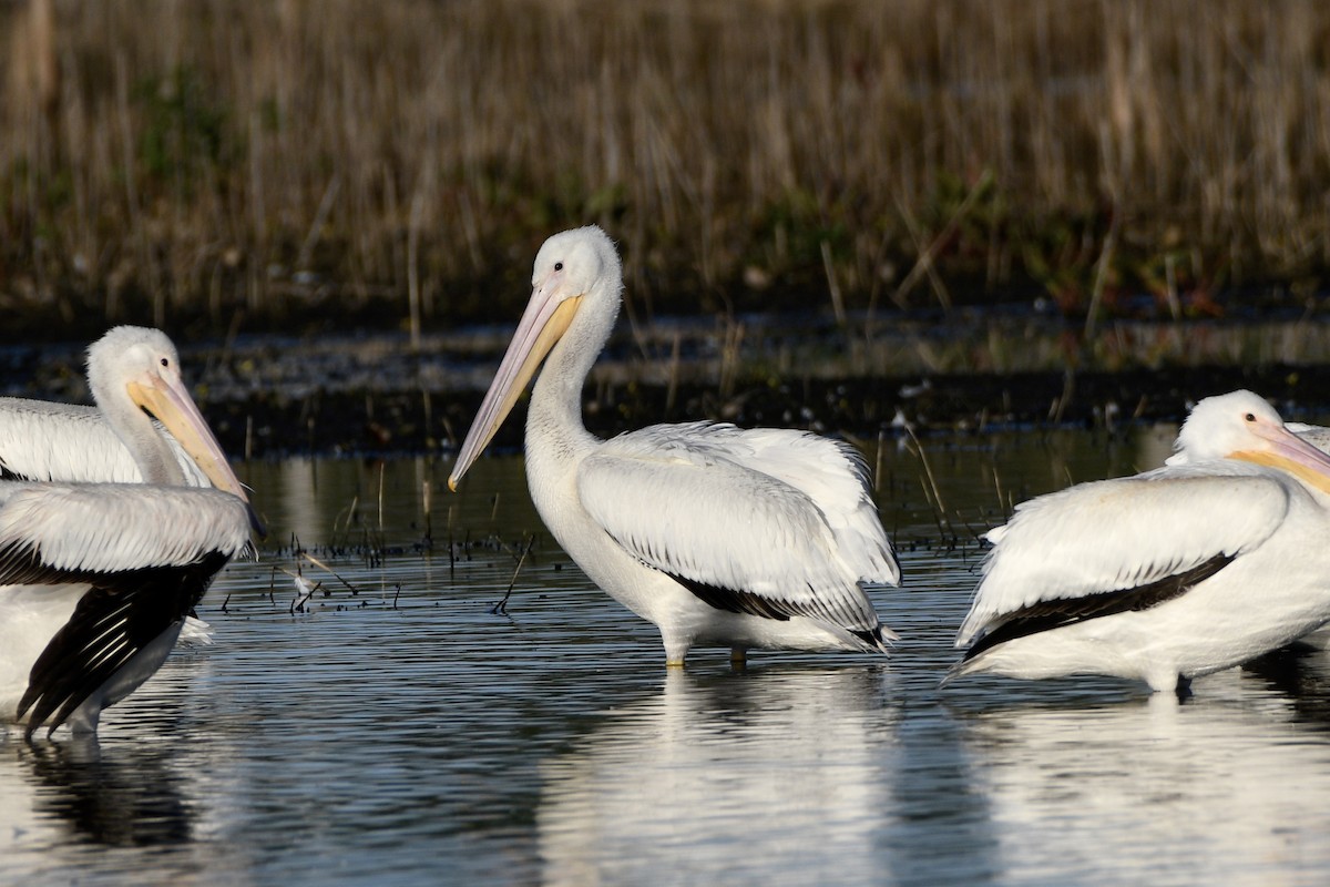 アメリカシロペリカン - ML647604048