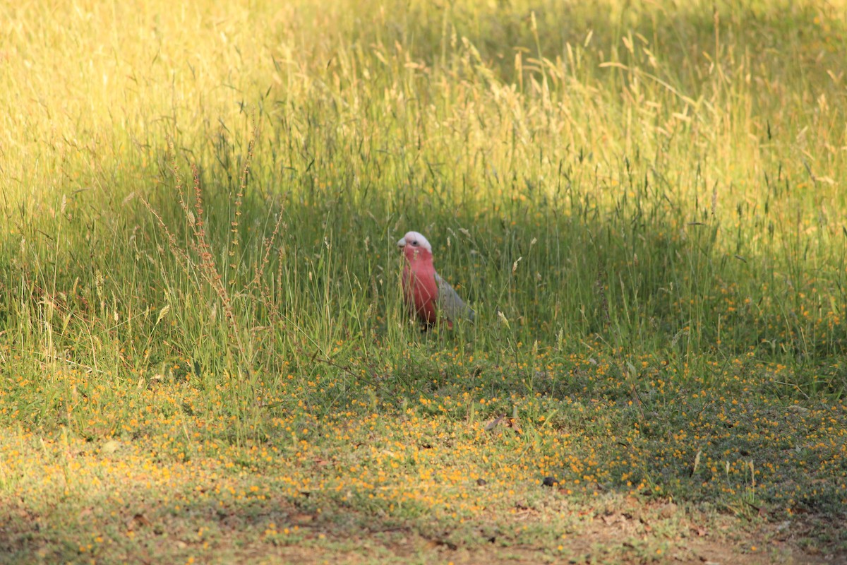 モモイロインコ - ML647604051