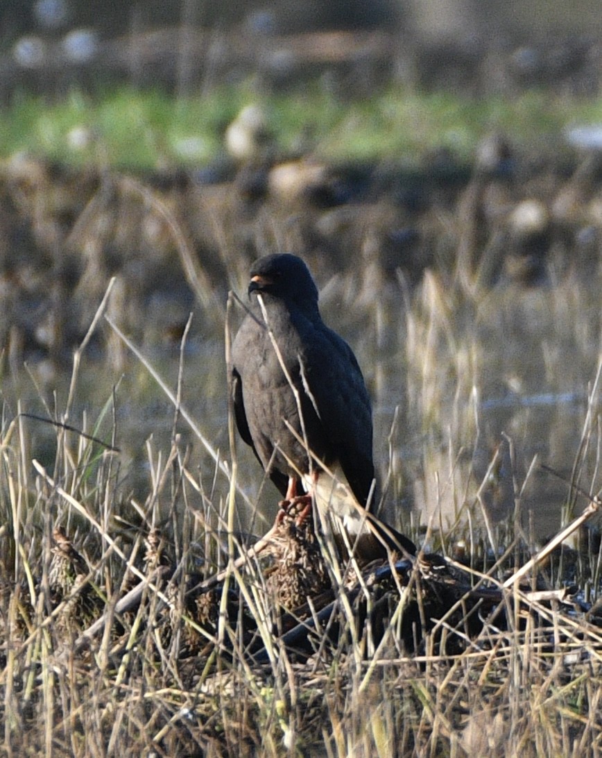 タニシトビ - ML647604052