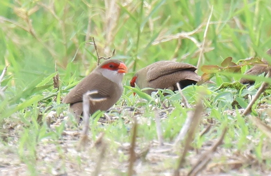 オナガカエデチョウ - ML647604053