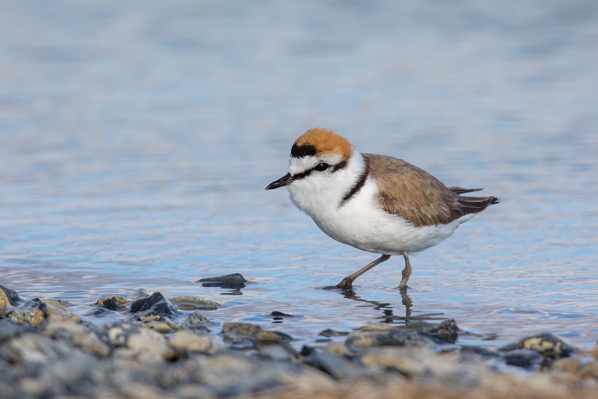 シロチドリ（亜種 ハシボソシロチドリ／シロチドリ） - ML647604054