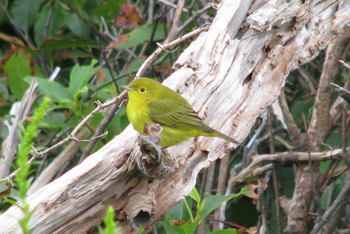 Northern Yellow Warbler - ML647604055