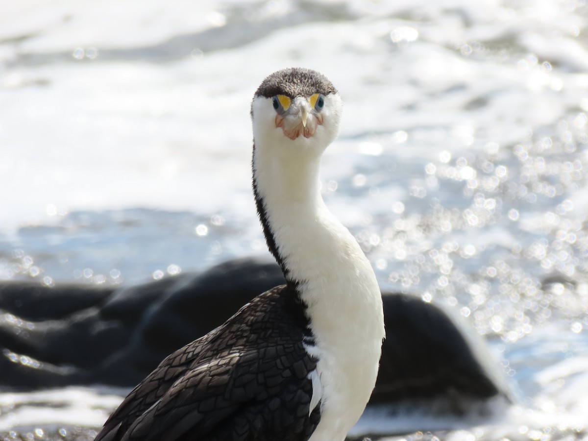 Баклан австралійський - ML647604060