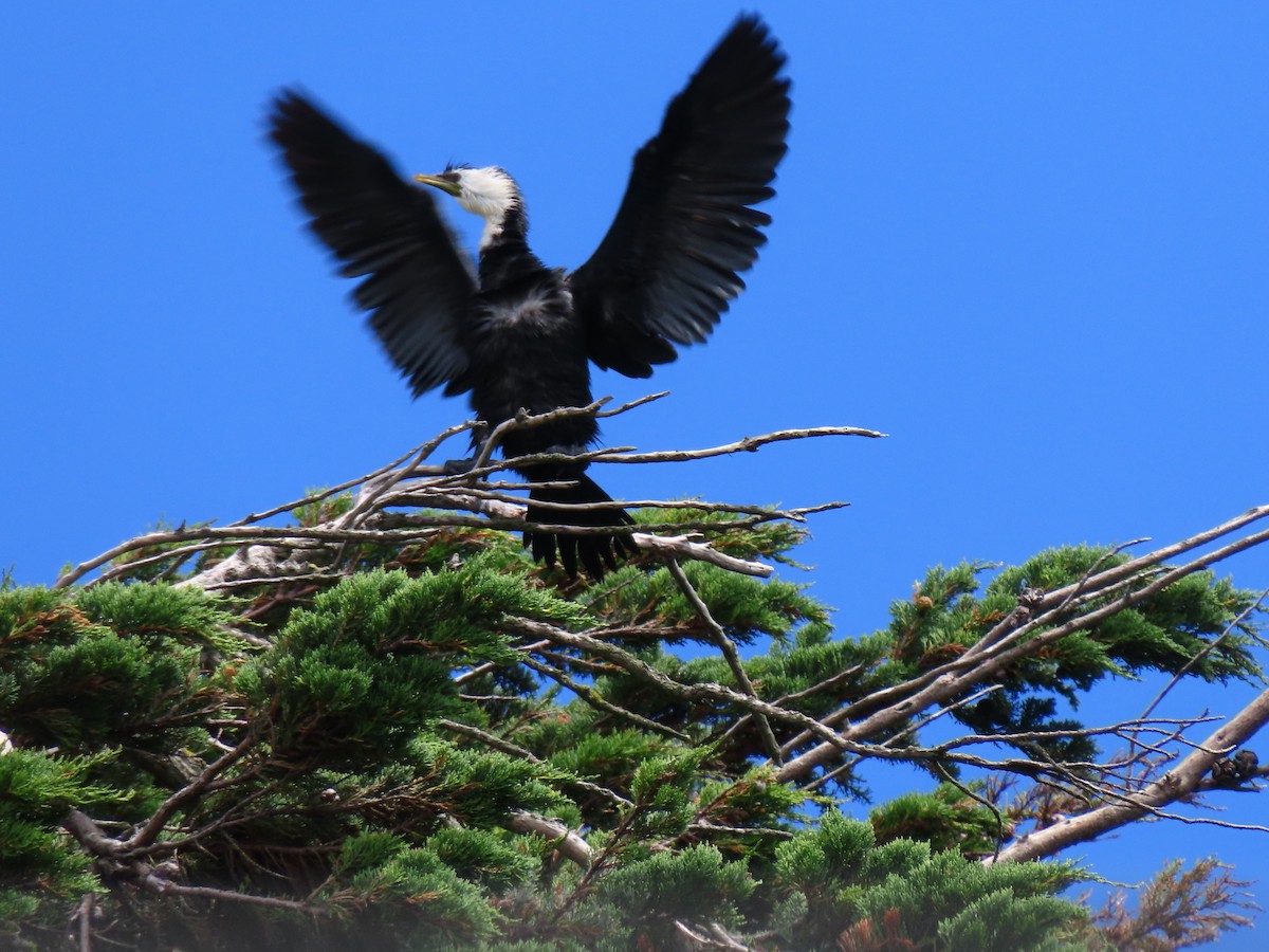 Cormorán Piquicorto - ML647604064