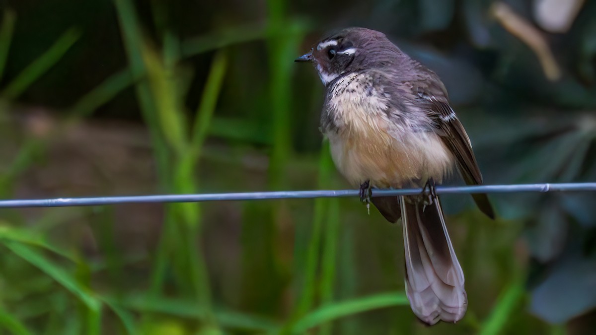 Abanico Gris - ML647604066