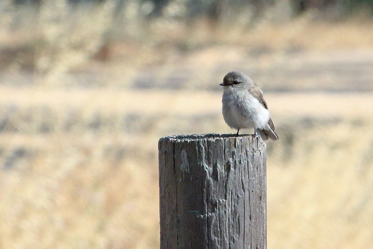 Petroica Fascinante - ML647604067