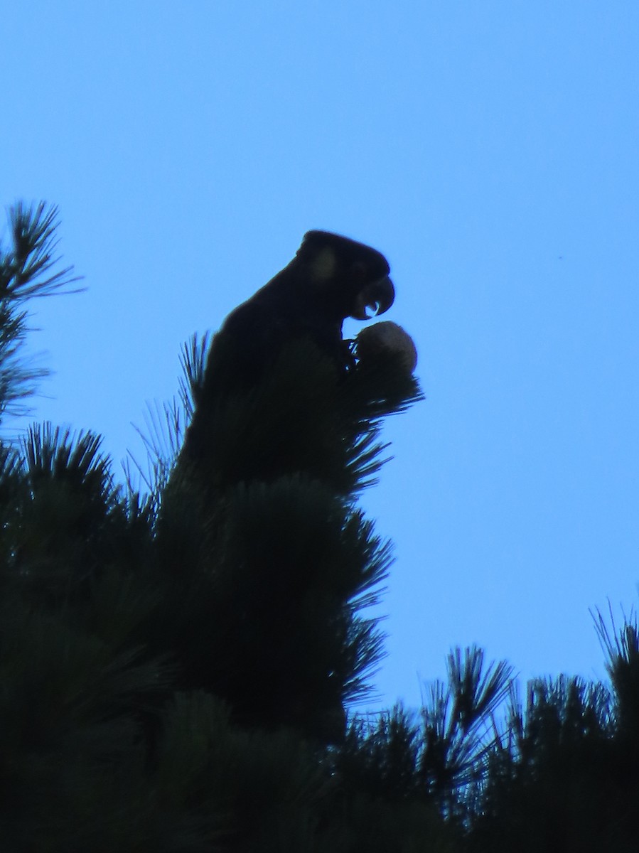 Cacatúa Fúnebre Coliamarilla - ML647604068