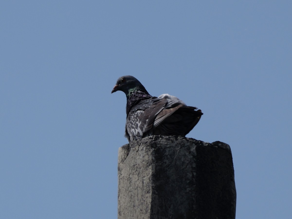 Paloma Bravía (variedad doméstica) - ML647604069