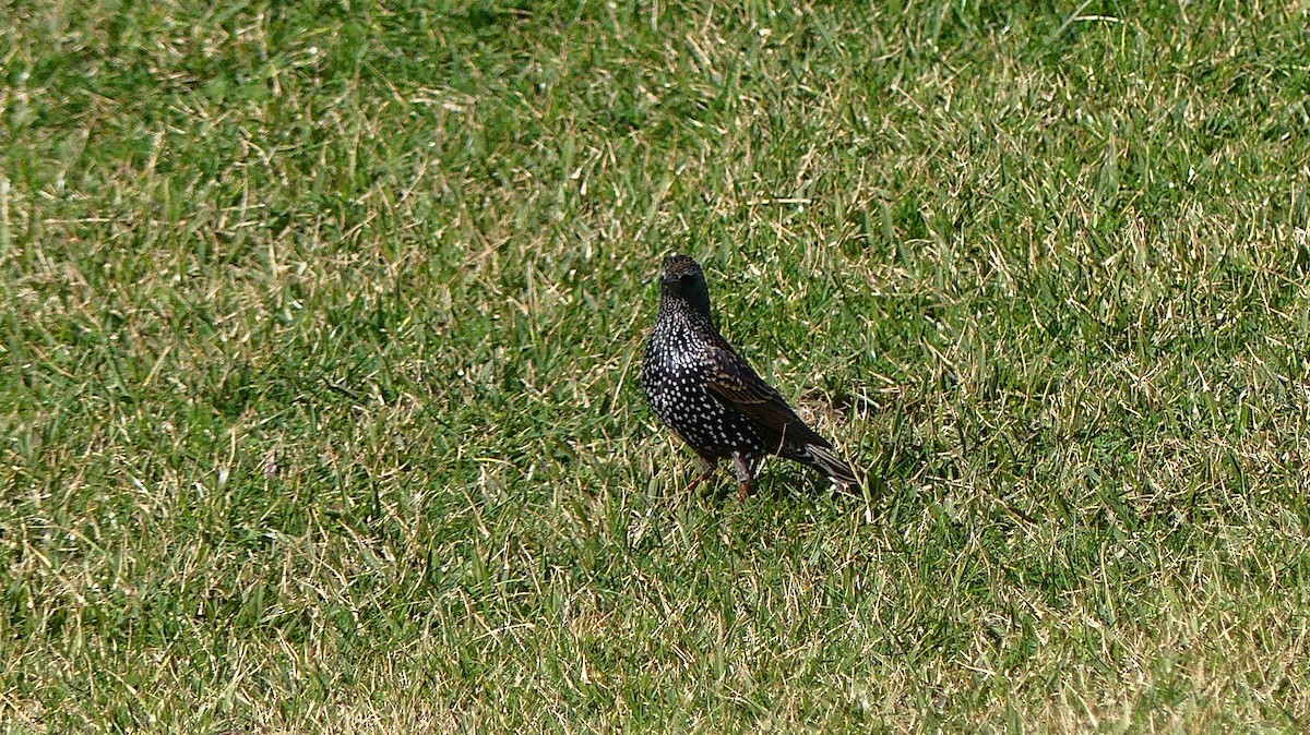 Estornino Pinto - ML647604070