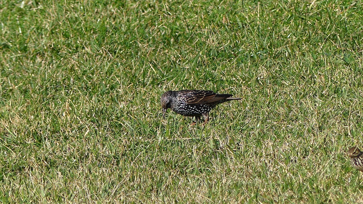 Estornino Pinto - ML647604071