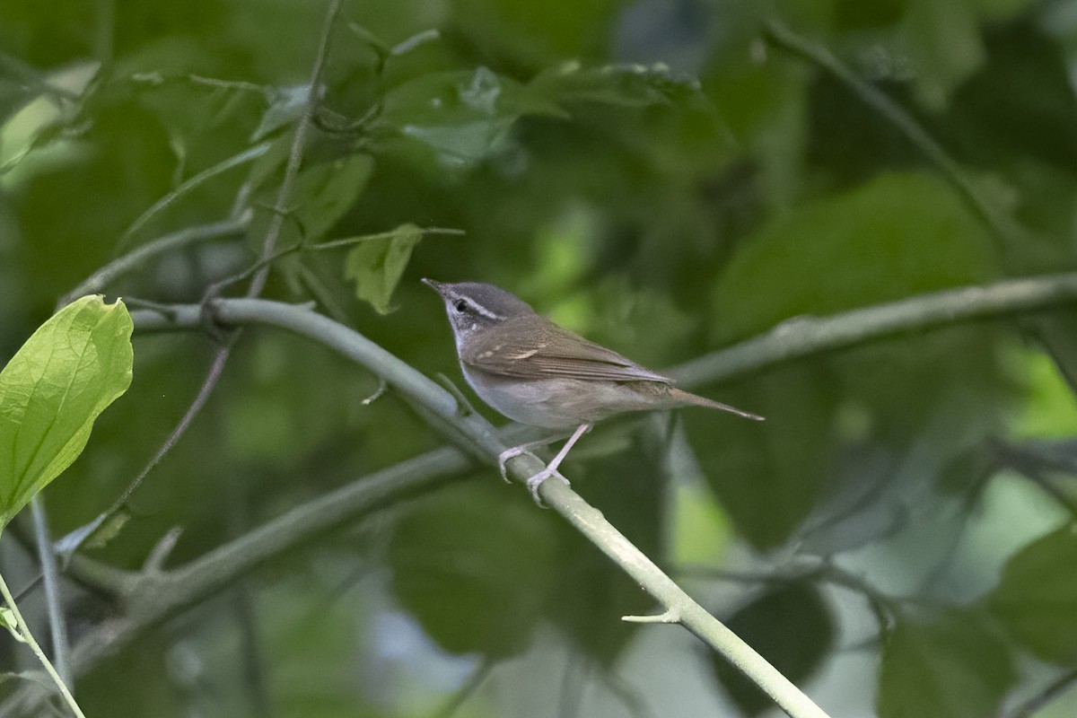 Mosquitero Borealoide - ML647604072