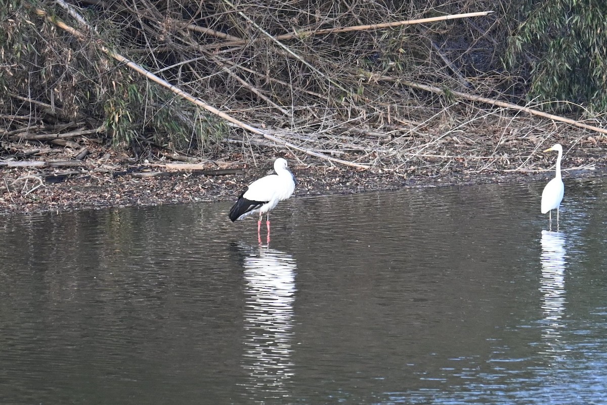 Cigüeña Oriental - ML647604073