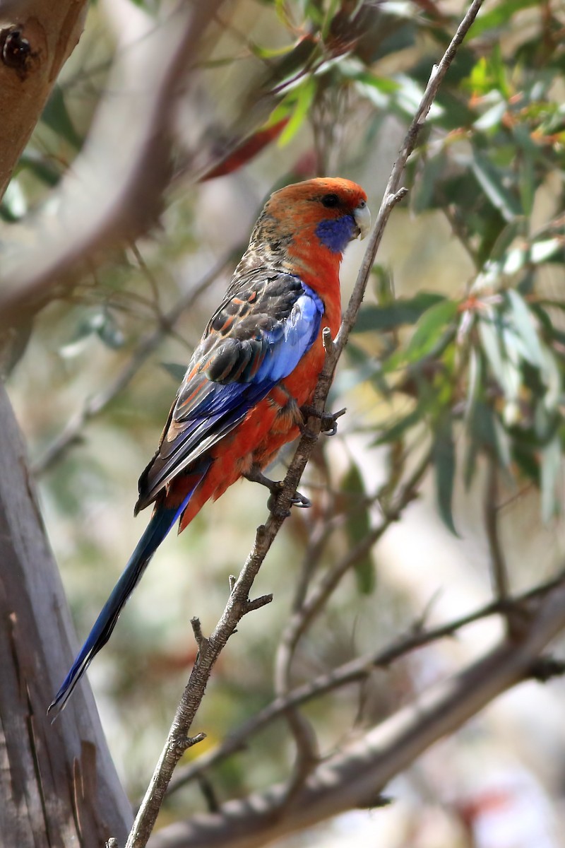 Perico Elegante - ML647604075