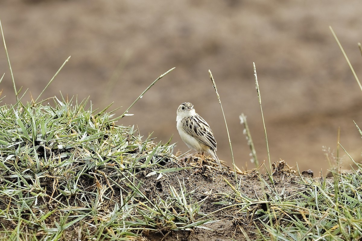 Cistícola Buitrón - ML647604076