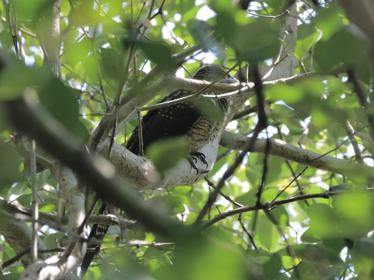 Koel Occidental - ML647604078