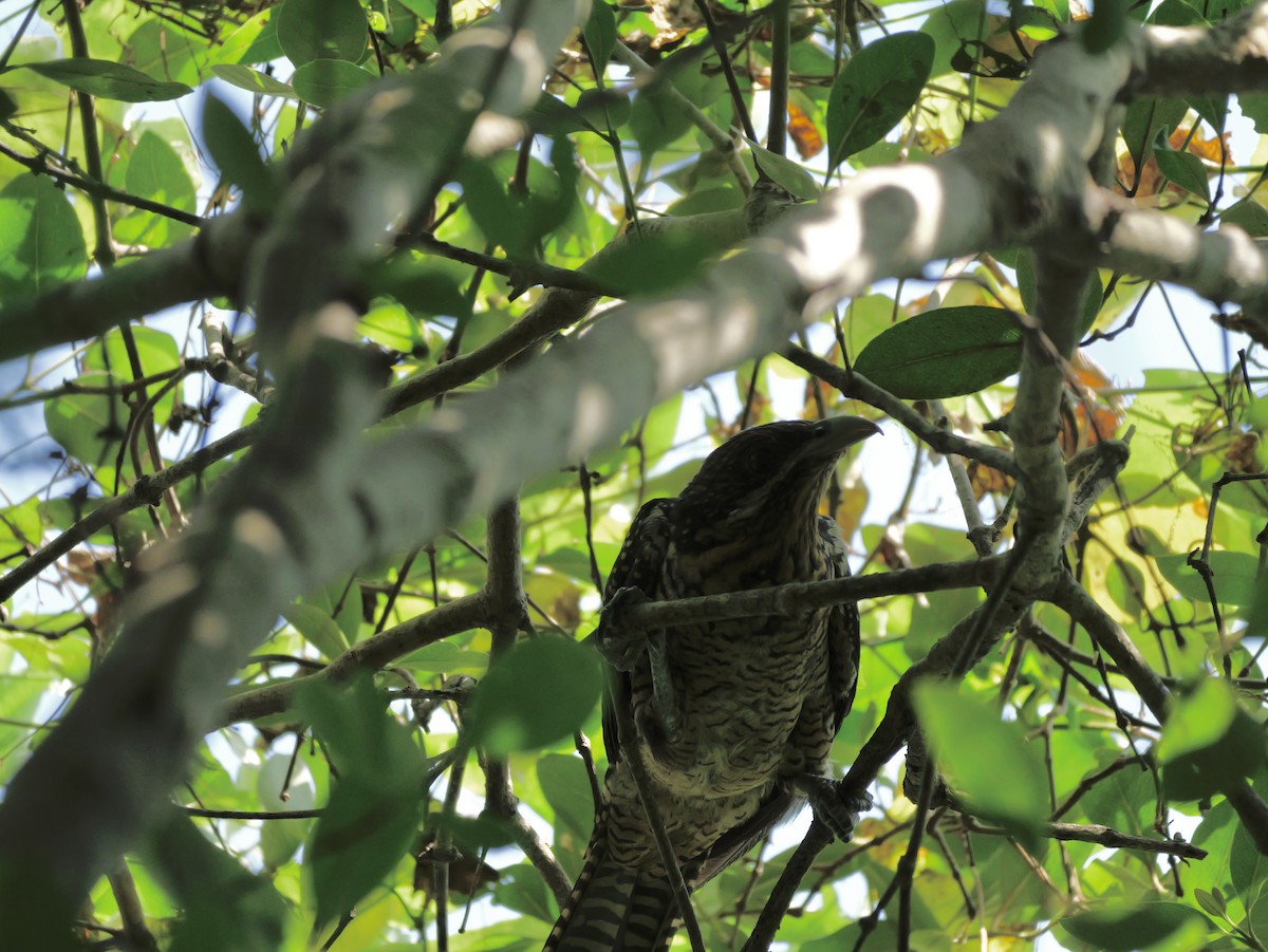 Koel Occidental - ML647604080