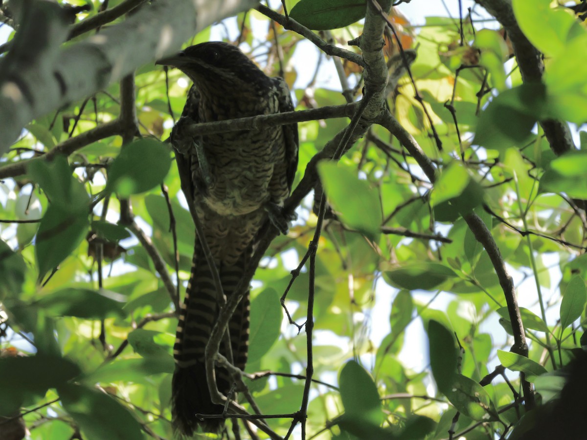 Koel Occidental - ML647604081