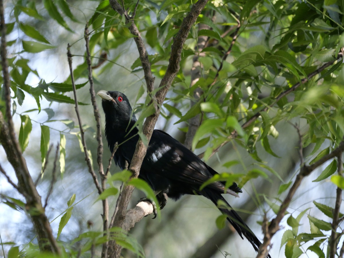 Koel Occidental - ML647604082