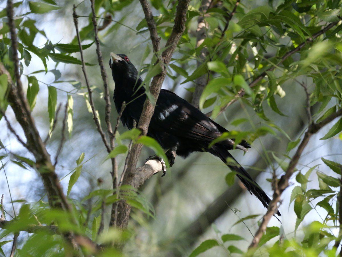 Koel Occidental - ML647604083