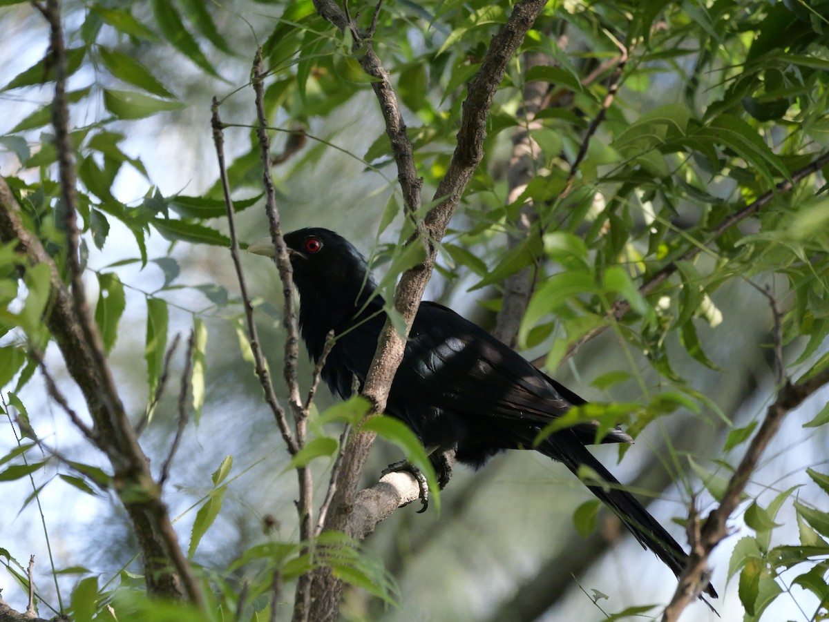 Koel Occidental - ML647604084