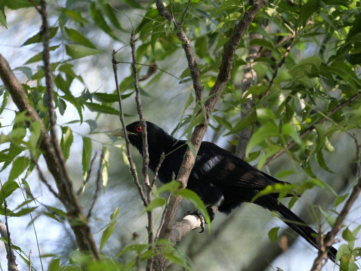 Koel Occidental - ML647604085