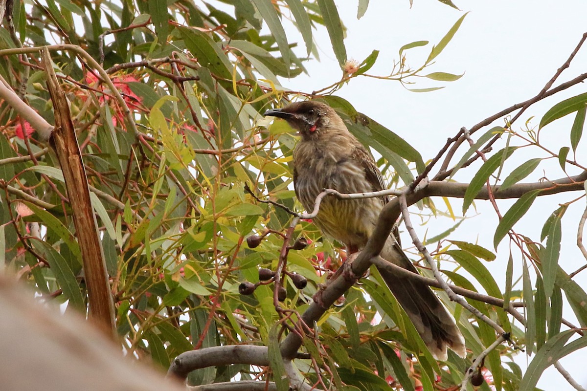 Mielero Carunculado - ML647604086