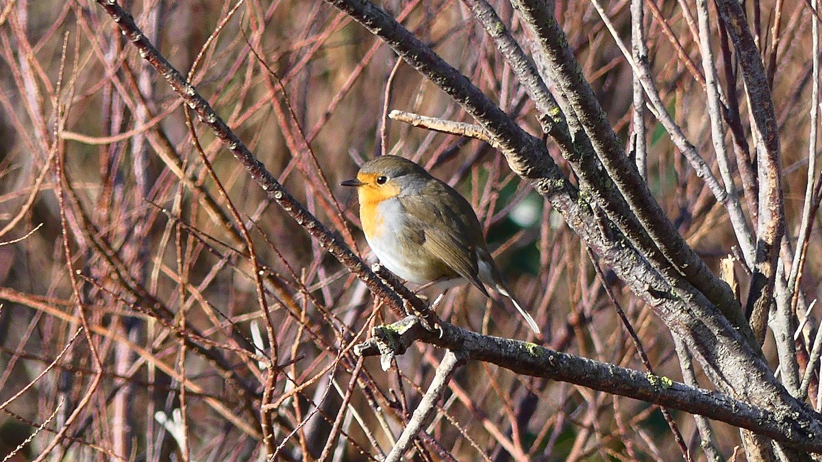 Petirrojo Europeo - ML647604087