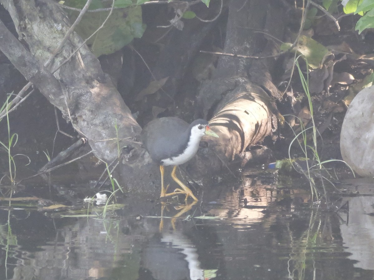 Gallineta Pechiblanca - ML647604091