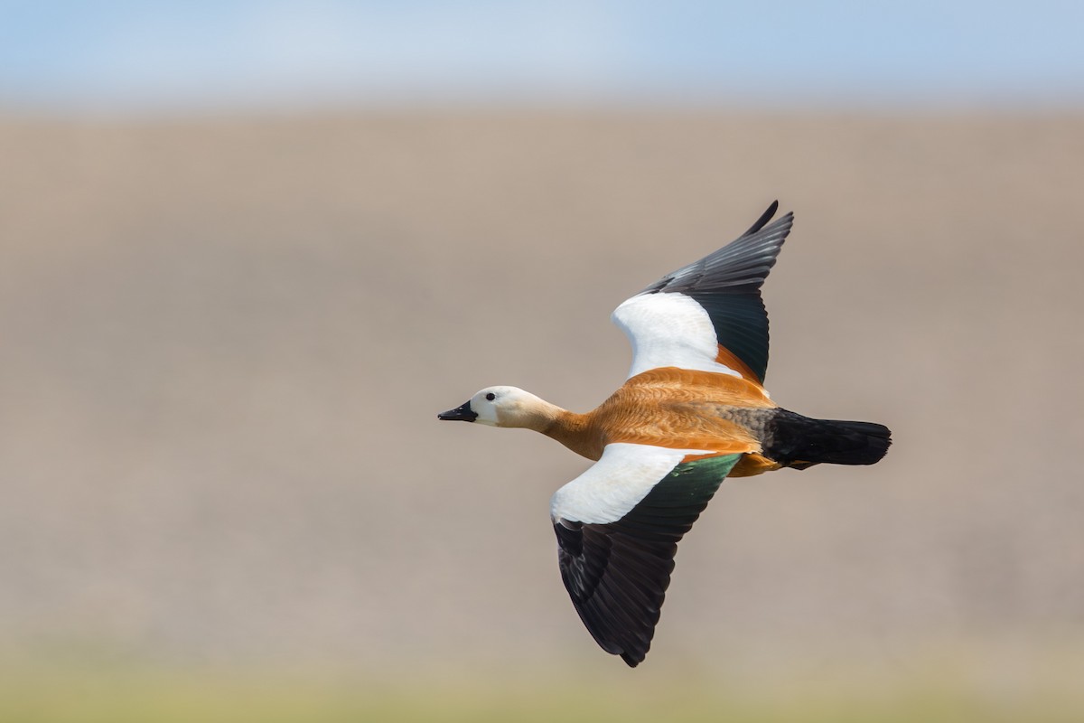 Tarro Canelo - ML647604093