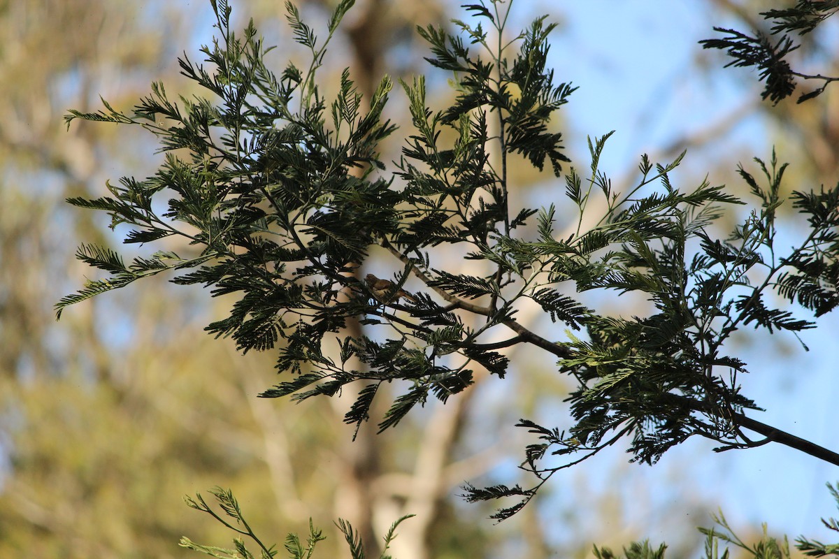 Australian Rufous Fantail - ML647604094