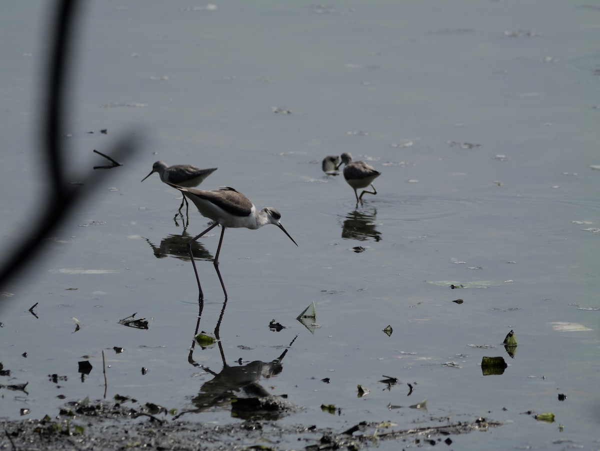 Cigüeñuela Común - ML647604095