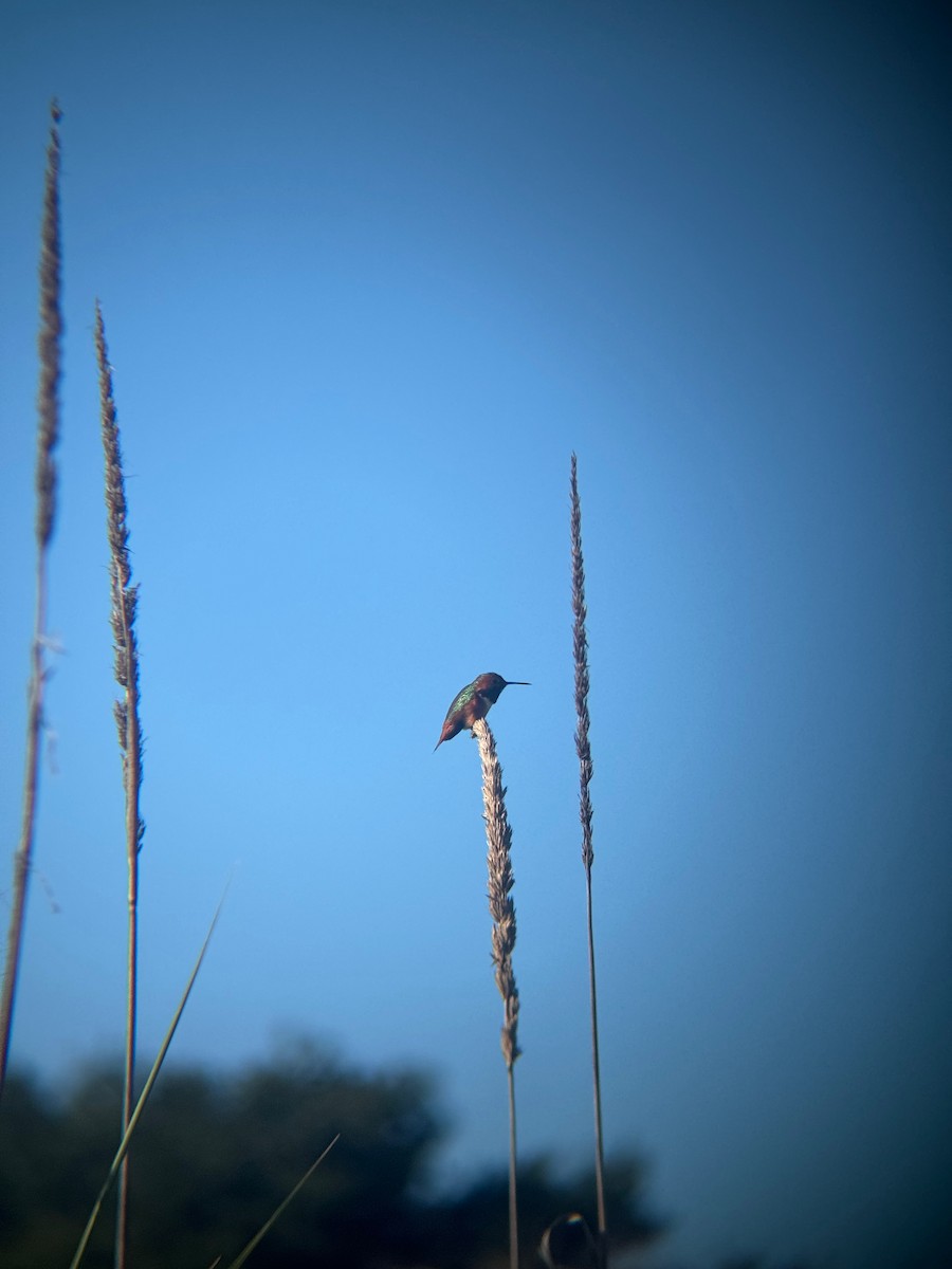 Colibrí de Allen - ML647604096